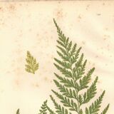 Engraving from 1889 - Fougères fern by A. Pratt - Botanical lithograph