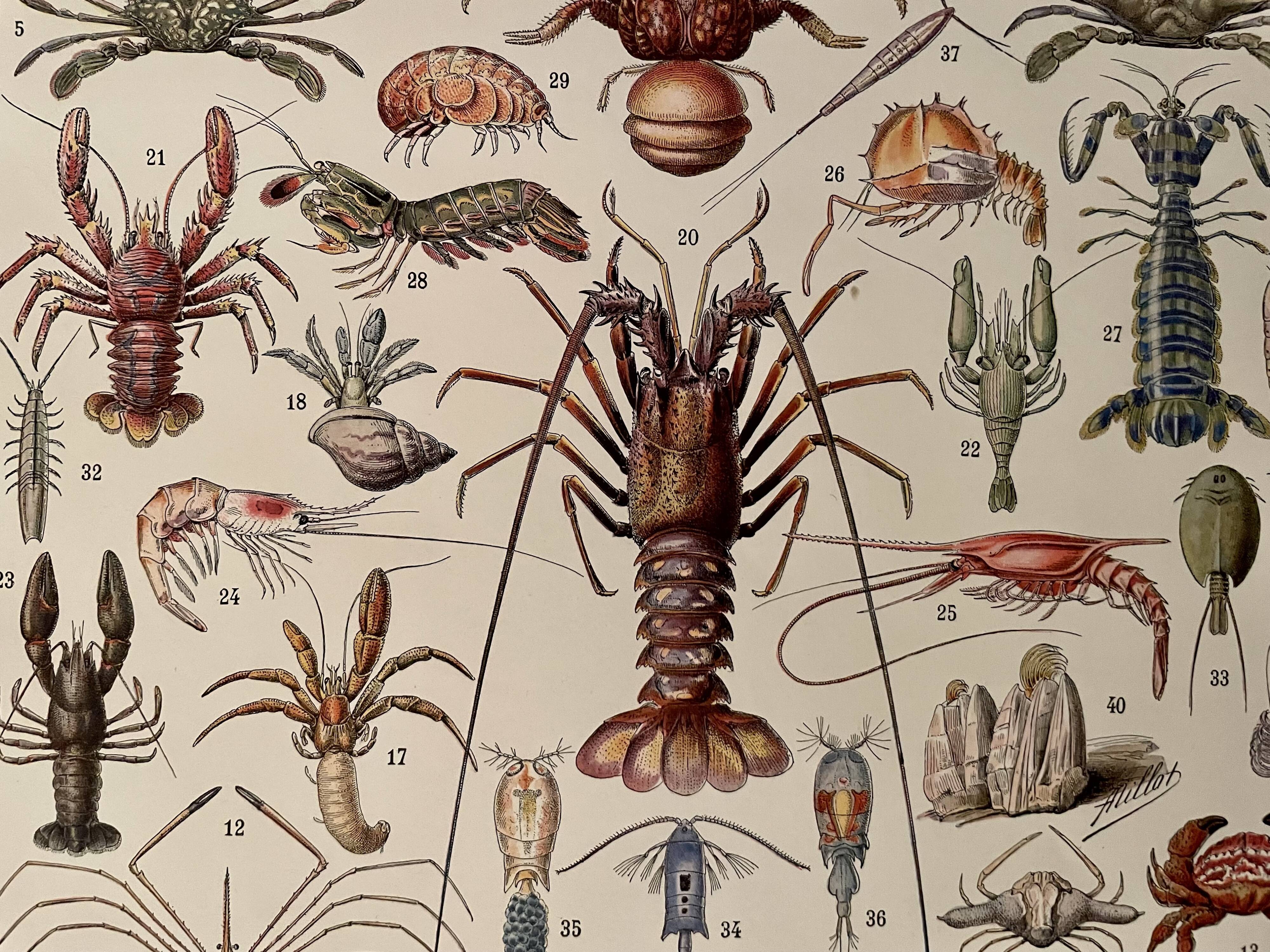 Lithograph on crustaceans from 1928