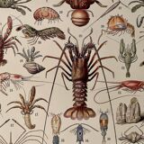 Lithograph on crustaceans from 1928