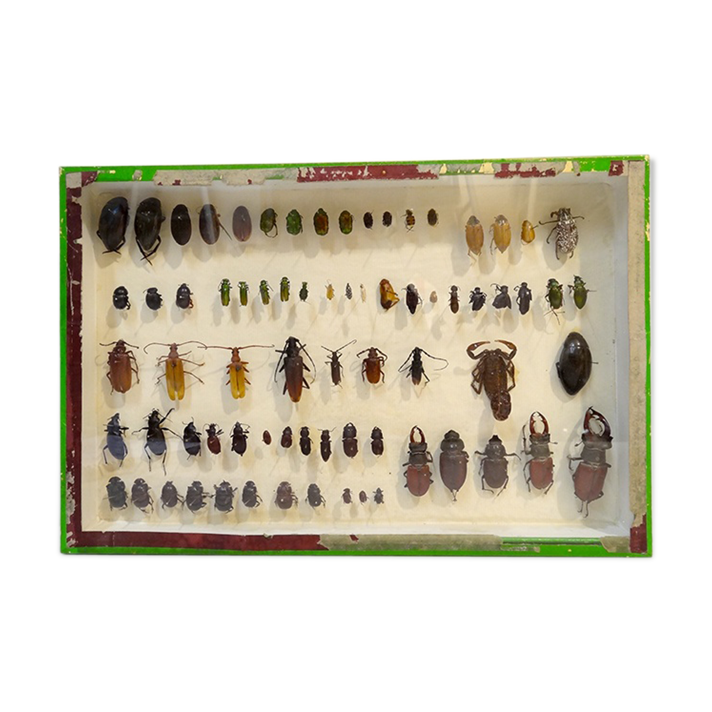 Cadre boîte entomologie insectes vintage | Selency