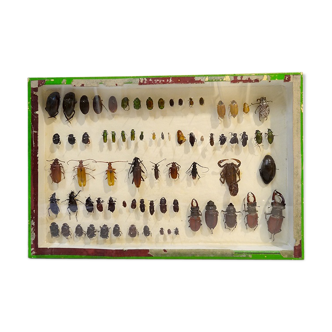 Frame box entomology insects vintage