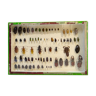 Frame box entomology insects vintage