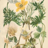 Botanical plate 1906: various anemones of the alps