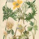 Botanical plate 1906: various anemones of the alps