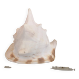 Large natural conch - decorative antique shell - family heirloom