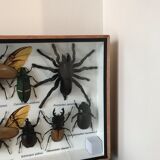 Insect assortment frame 35 x 20