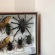 Cadre assortiment d'insectes 35 x 20