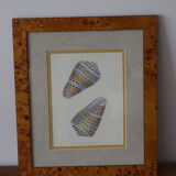 Wooden frame of magnifying glass naturalistic vintage shell