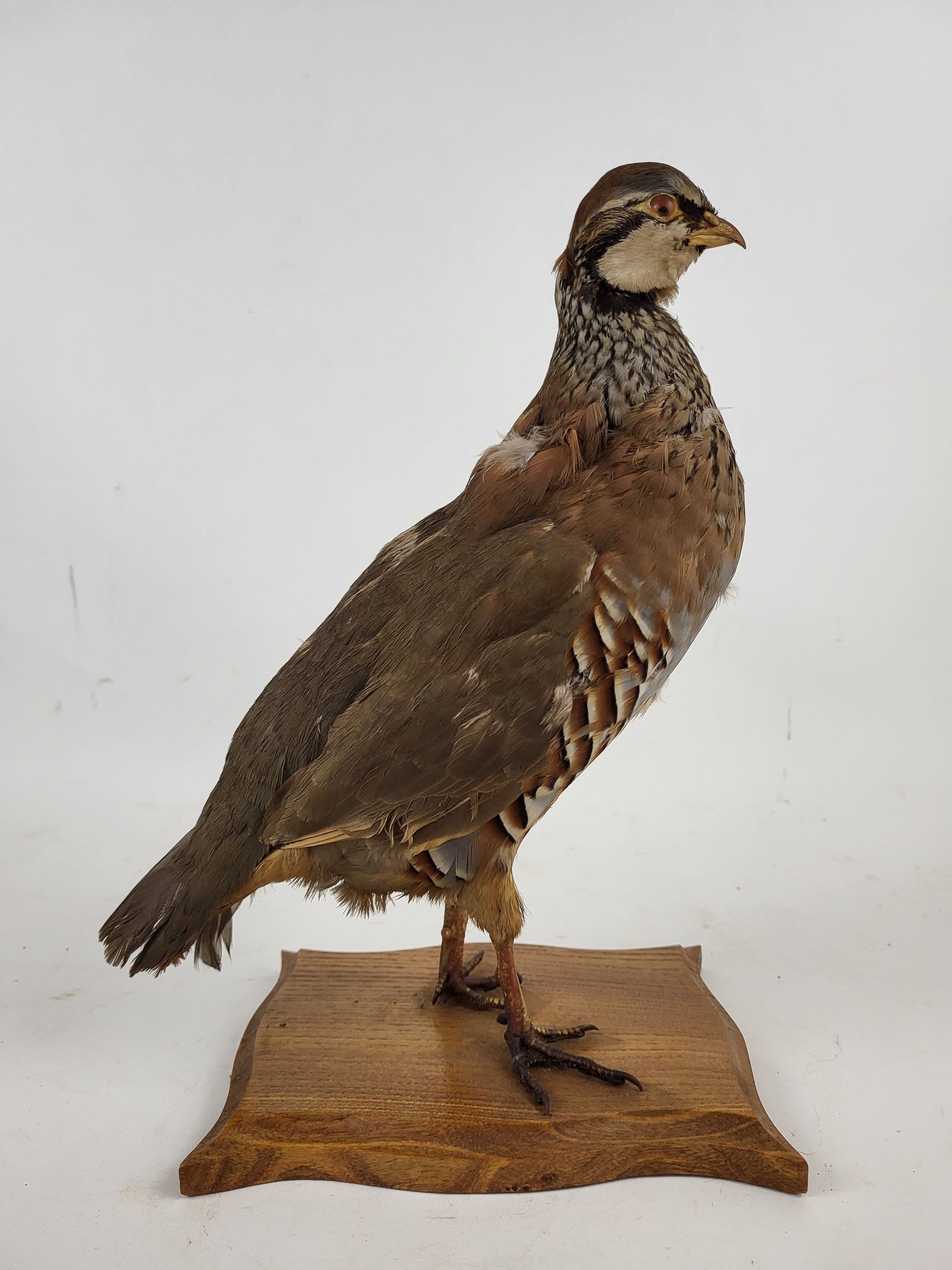 Stuffed partridge bird stuffed stuffed taxidermy