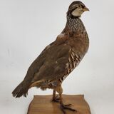 Stuffed partridge bird stuffed stuffed taxidermy