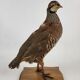 Oiseau perdrix empaillé naturalisé taxidermie