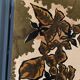 Tapestry panel on cotton by Lurçat 1960 aquarium decor