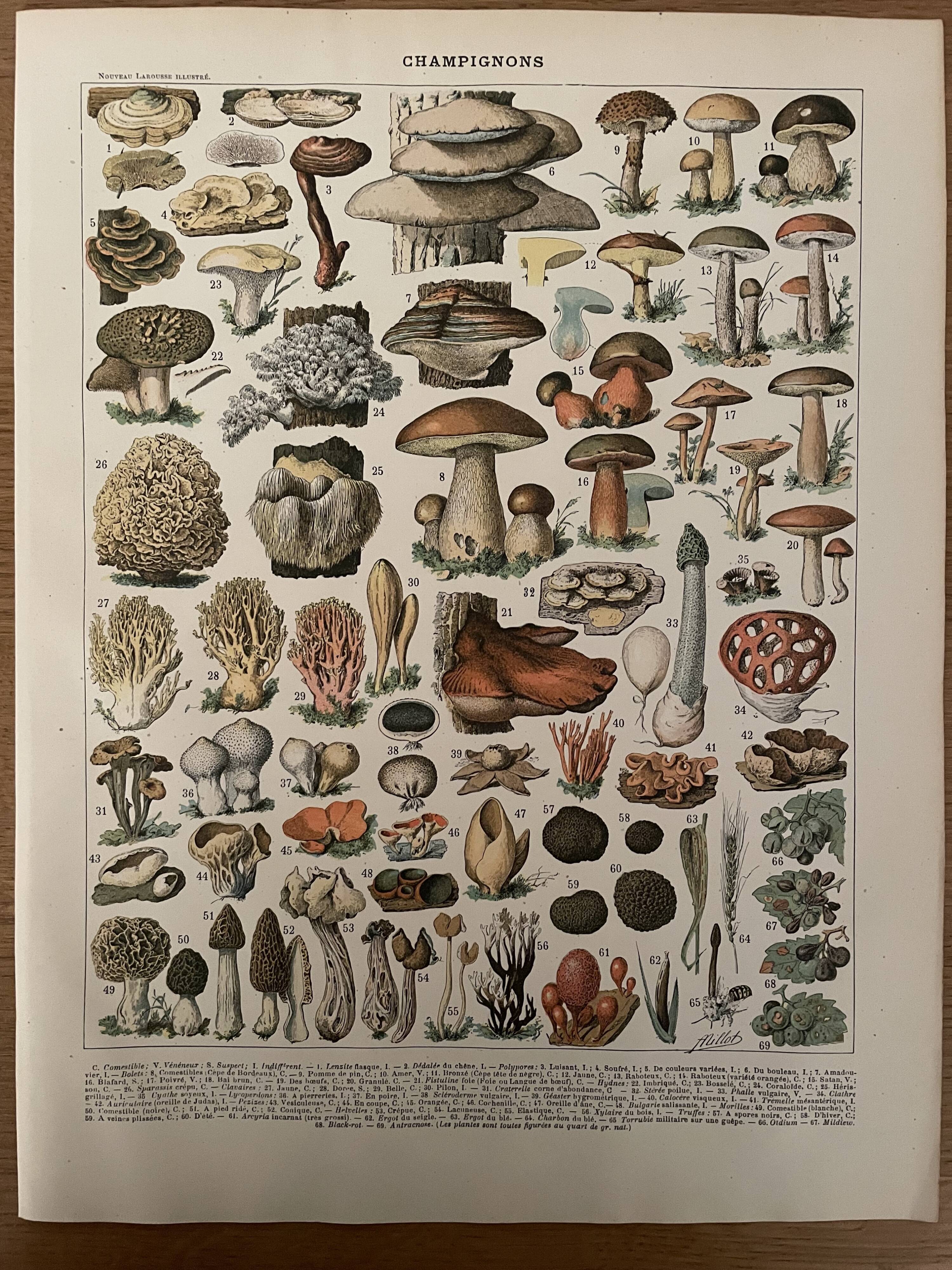 Lithograph mushrooms of the New Larousse Illustrated 1897 (2)