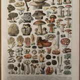 Lithograph mushrooms of the New Larousse Illustrated 1897 (2)