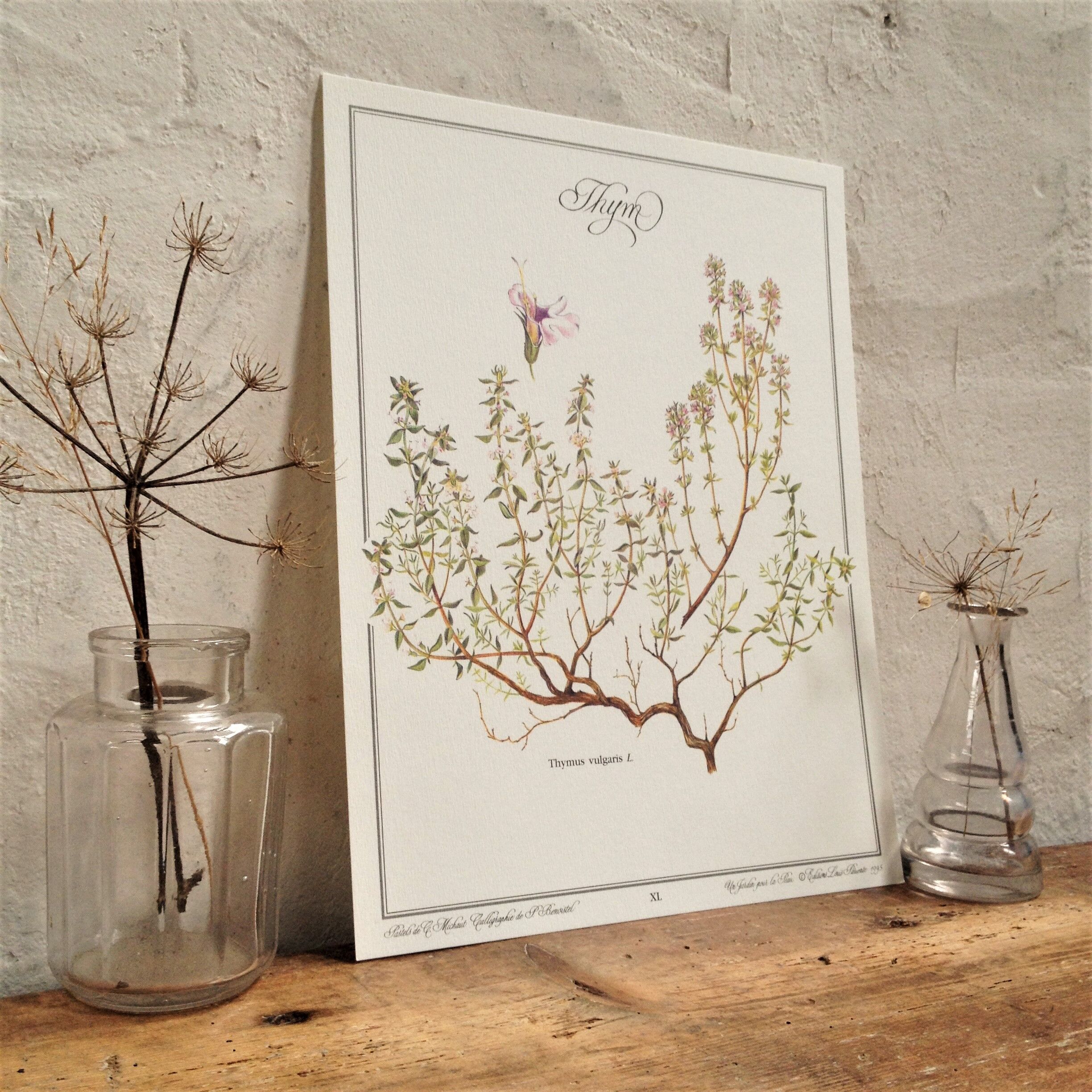 Thym botanical board