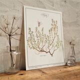 Planche botanique Thym