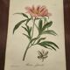 Phytographie médicale, pivoine officinale ,peint à la main, joseph roques 1