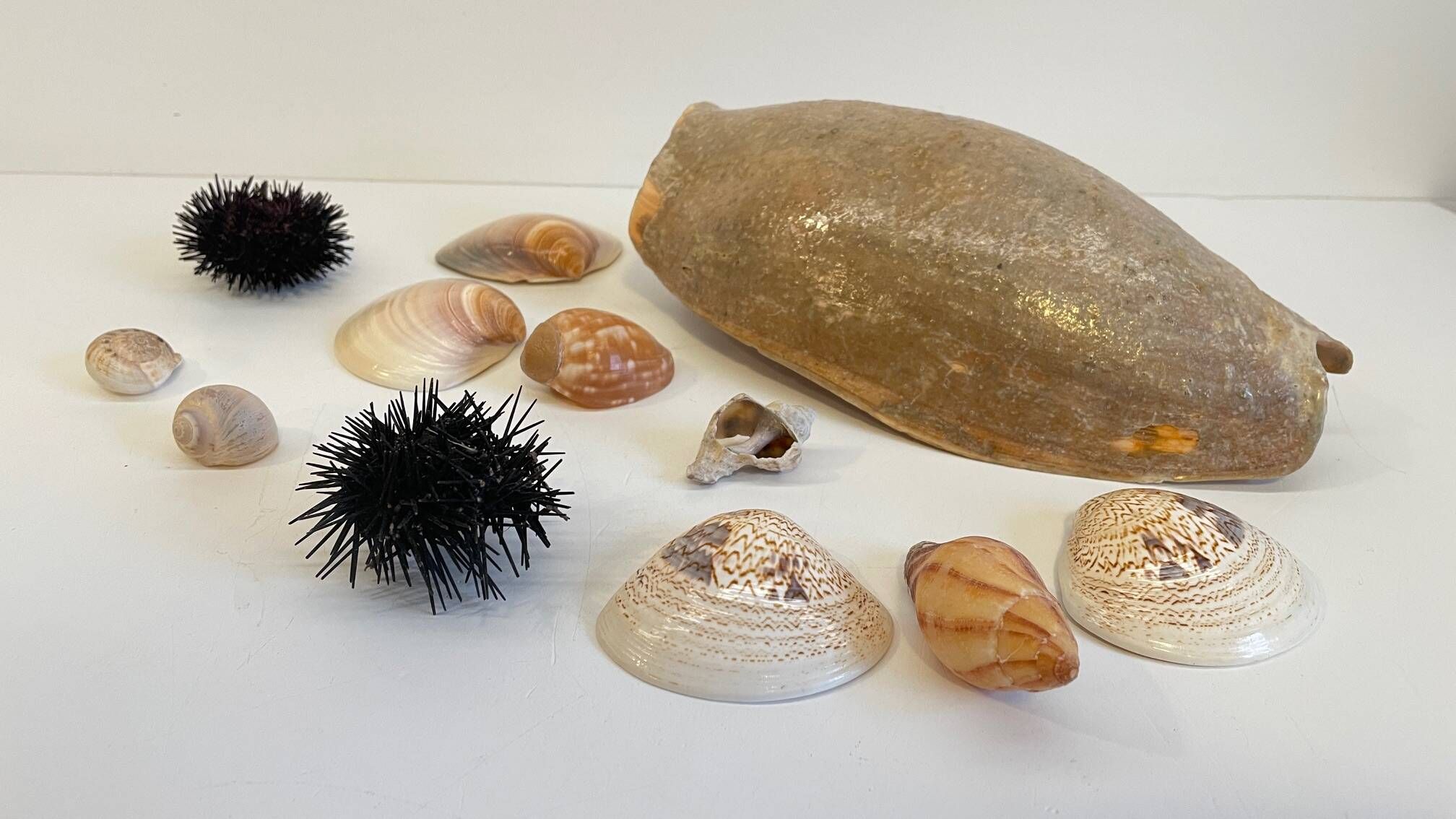 Collection de coquillages