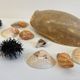 Collection de coquillages
