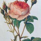 Affiche Rosier Mousseux par PJ Redouté