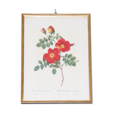Framed engraving by Redouté Rose Rose