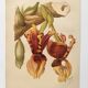 Old flower engraving 1899 - Stanhopea - Vintage botanical print