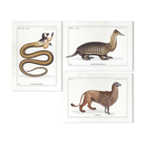 Set of 3 chimeras lithography animal engraving