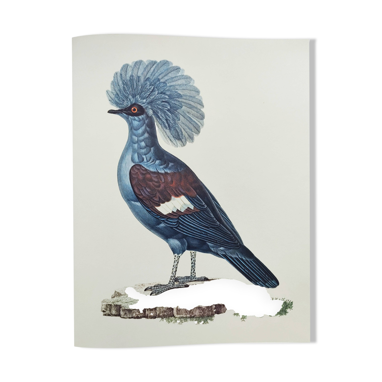 Old plate - Crowned Goura - Vintage zoological and ornithological illustration from 1970 - Bird