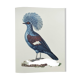 Old plate - Crowned Goura - Vintage zoological and ornithological illustration from 1970 - Bird