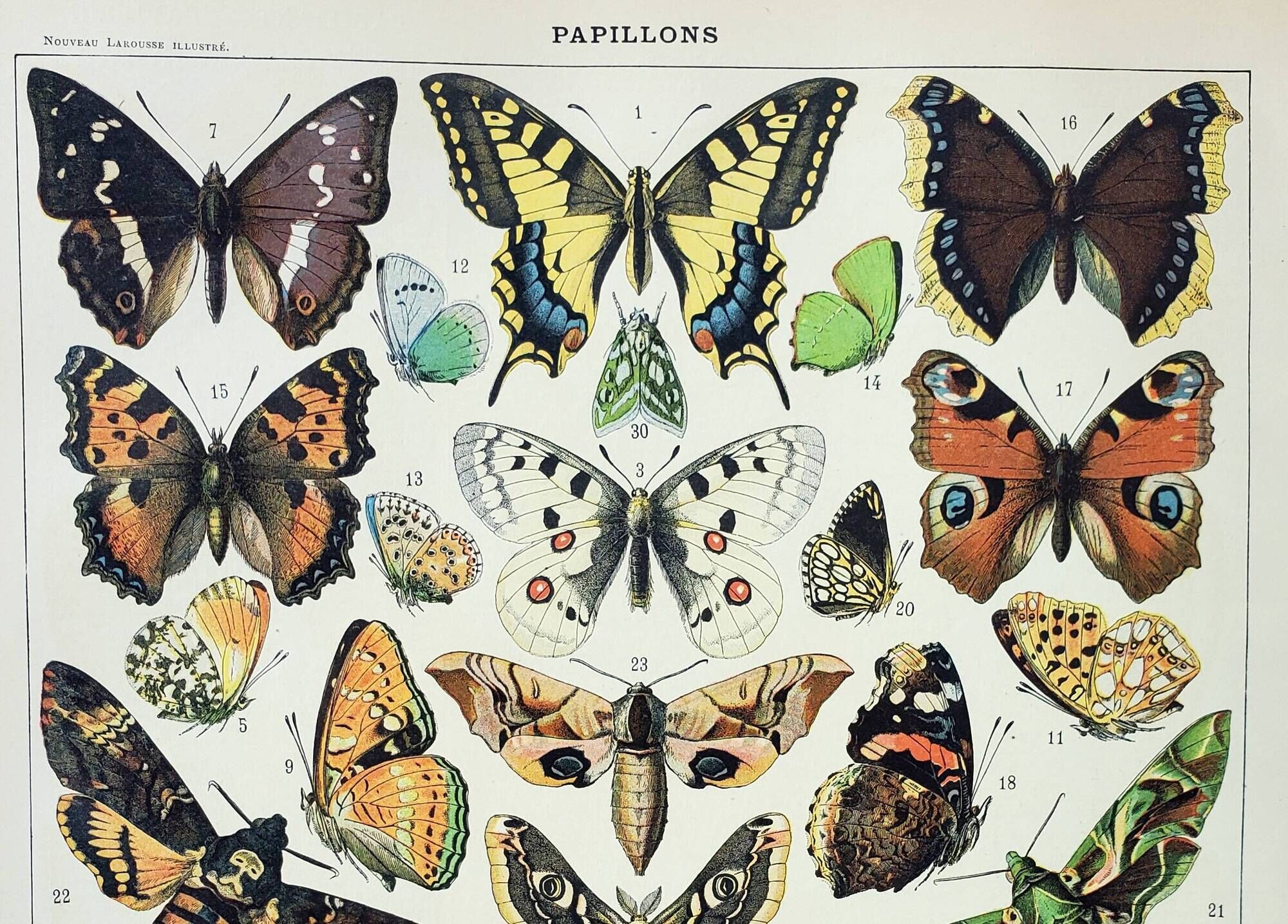 Antique engraving 1898, Butterflies of Europe, insects • Lithograph, original illustration