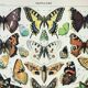 Antique engraving 1898, Butterflies of Europe, insects • Lithograph, original illustration