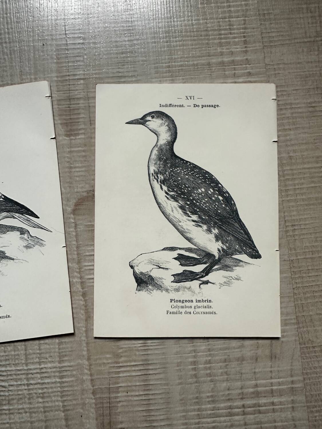 Lot of 3 old naturalist engravings botanical work vintage birds