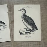 Lot of 3 old naturalist engravings botanical work vintage birds