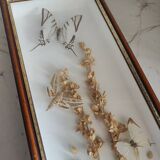 Butterflies frame