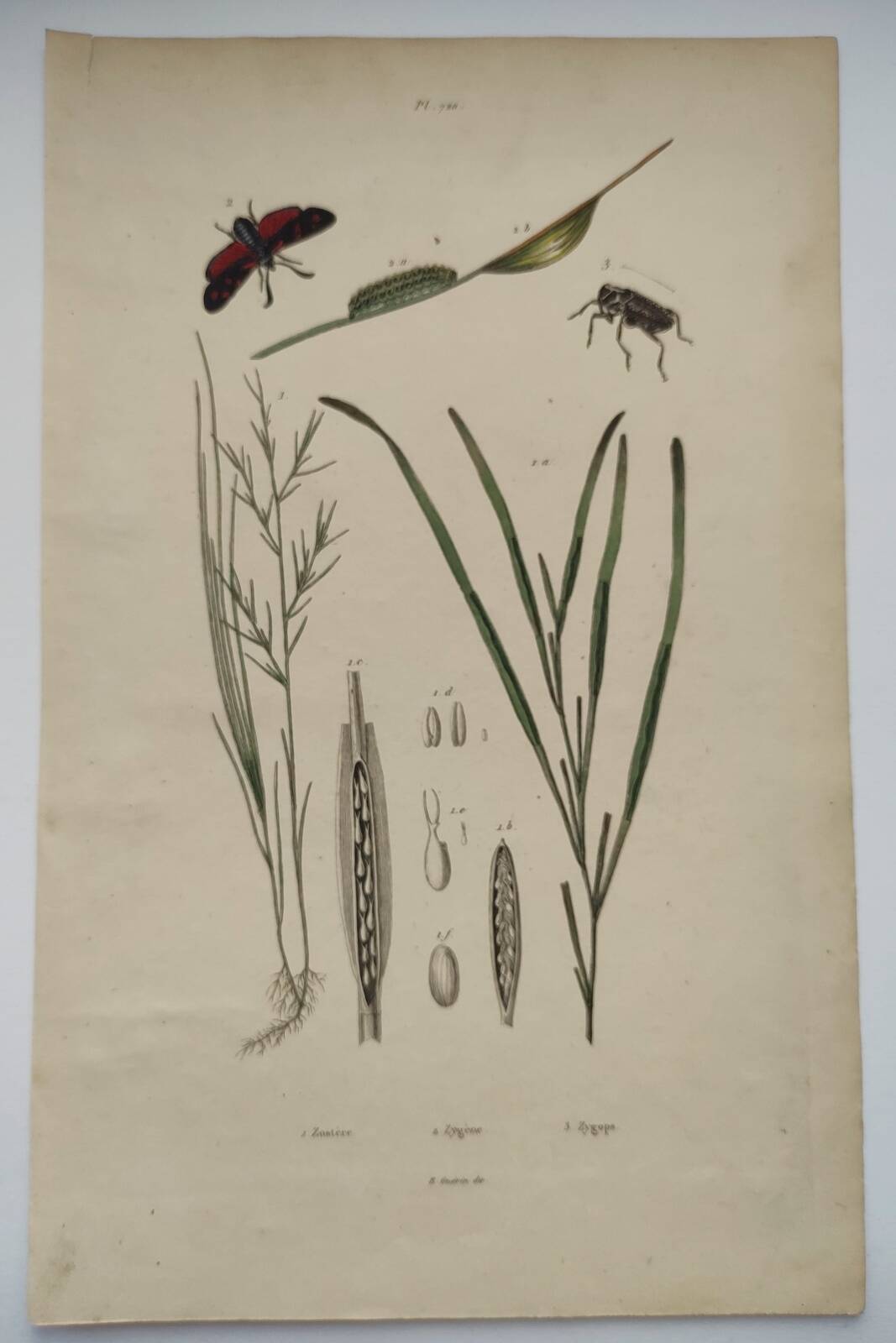Old engraving from 1838 - Zygene butterfly and herbs - Original zoological and botanical plate
