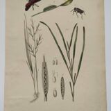 Old engraving from 1838 - Zygene butterfly and herbs - Original zoological and botanical plate