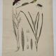 Old engraving from 1838 - Zygene butterfly and herbs - Original zoological and botanical plate