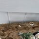 Antique golden mirror with parcloses napoleon iii