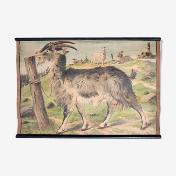 Poster "Goat" educational rack 1891