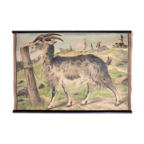 Poster "Goat" educational rack 1891