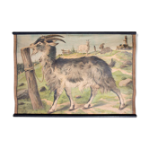 Affiche "Chèvre" grille éducatif 1891