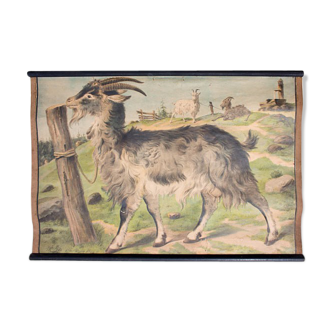 Affiche "Chèvre" grille éducatif 1891