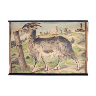 Poster "Goat" educational rack 1891