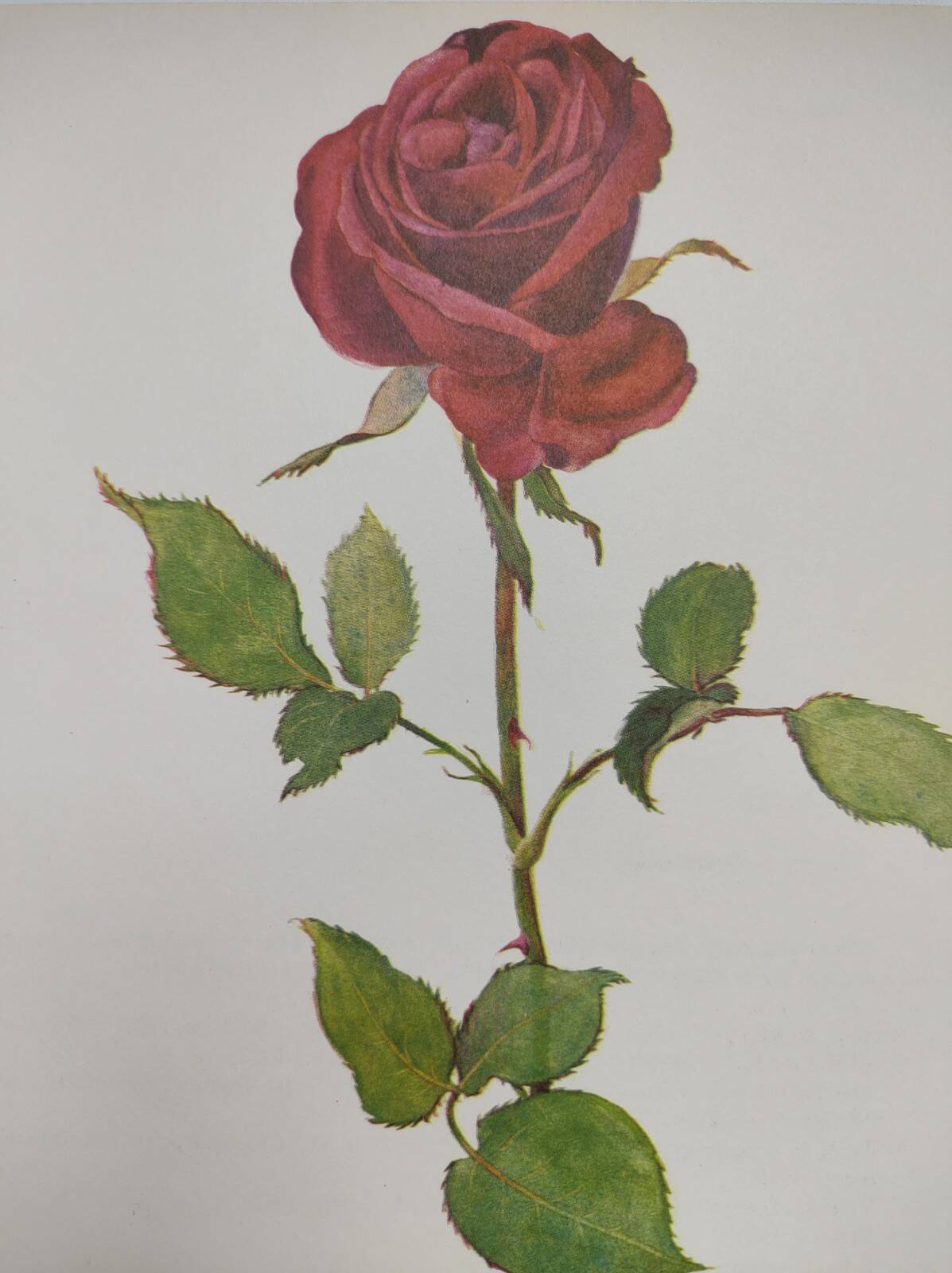 Botanical print from 1968 Crimson King - Vintage flower and rose illustration