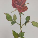 Botanical print from 1968 Crimson King - Vintage flower and rose illustration