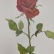Botanical print from 1968 Crimson King - Vintage flower and rose illustration