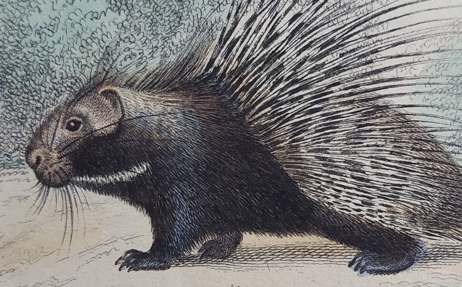Planche zoologique originale " porc-épic, urson, tapir - buffon 1838