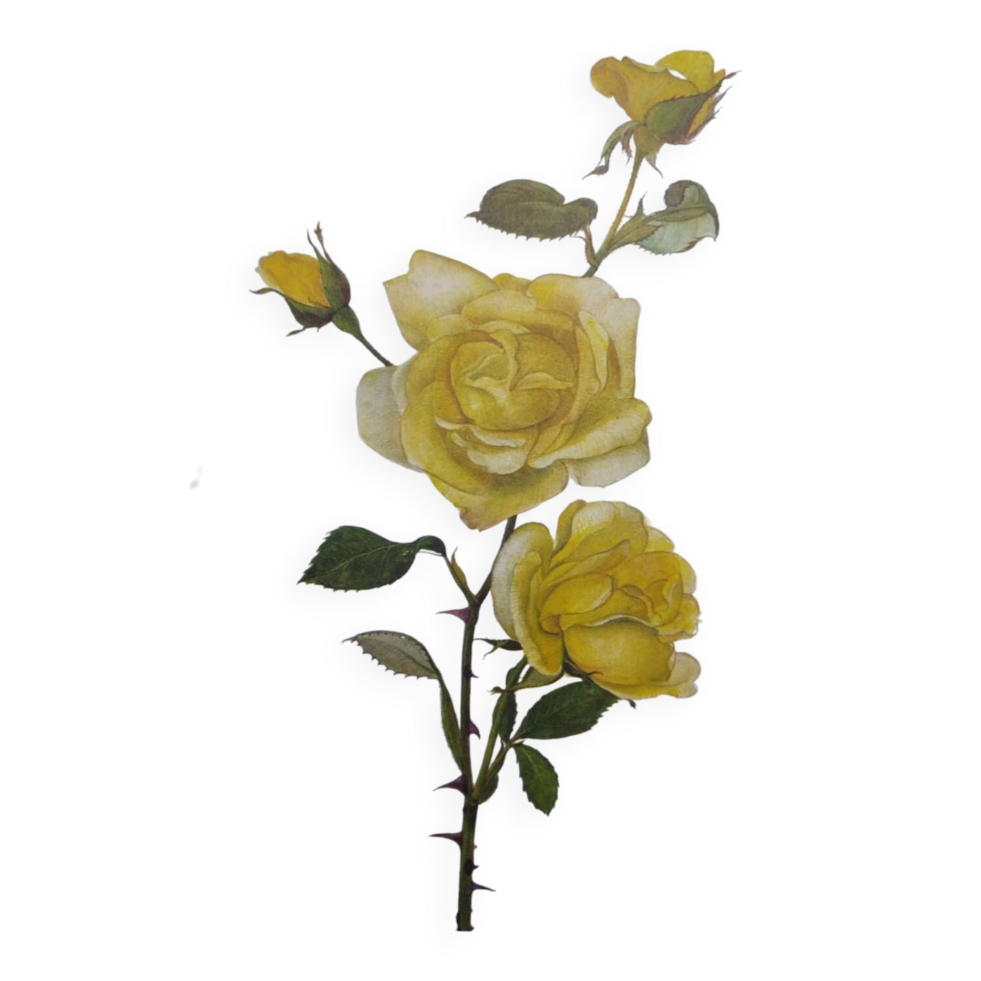 Vintage Botanical Print from 1968 - Golden Rapture - Rose Floral Illustration