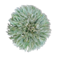 Juju hat light green