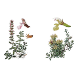 Duo of botanical plates